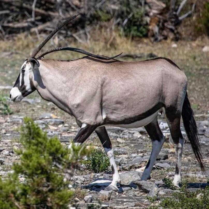 Gemsbok Oryx standing proudly in Texas hunting lodge grounds with long, striking horns.