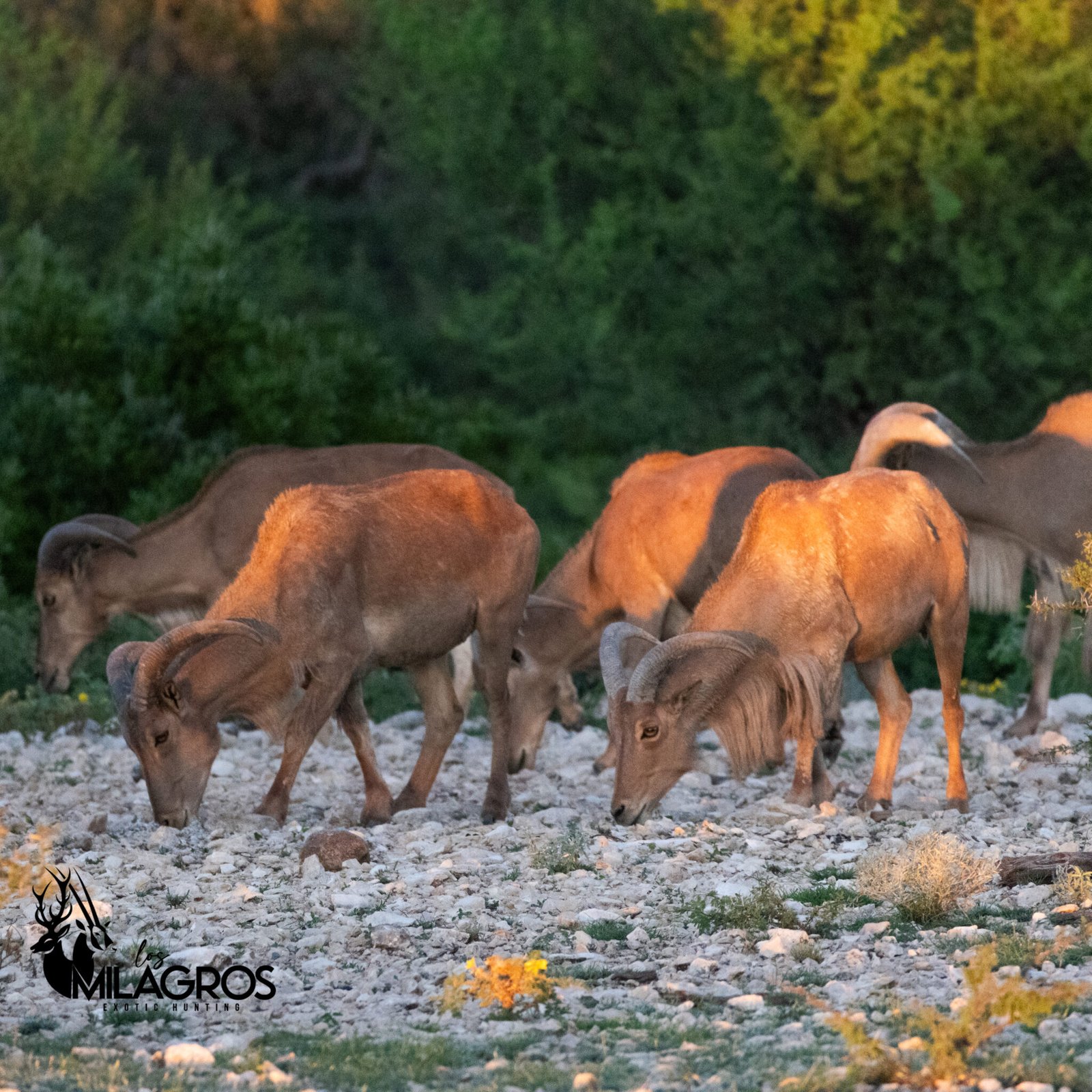 Aoudad were being fed