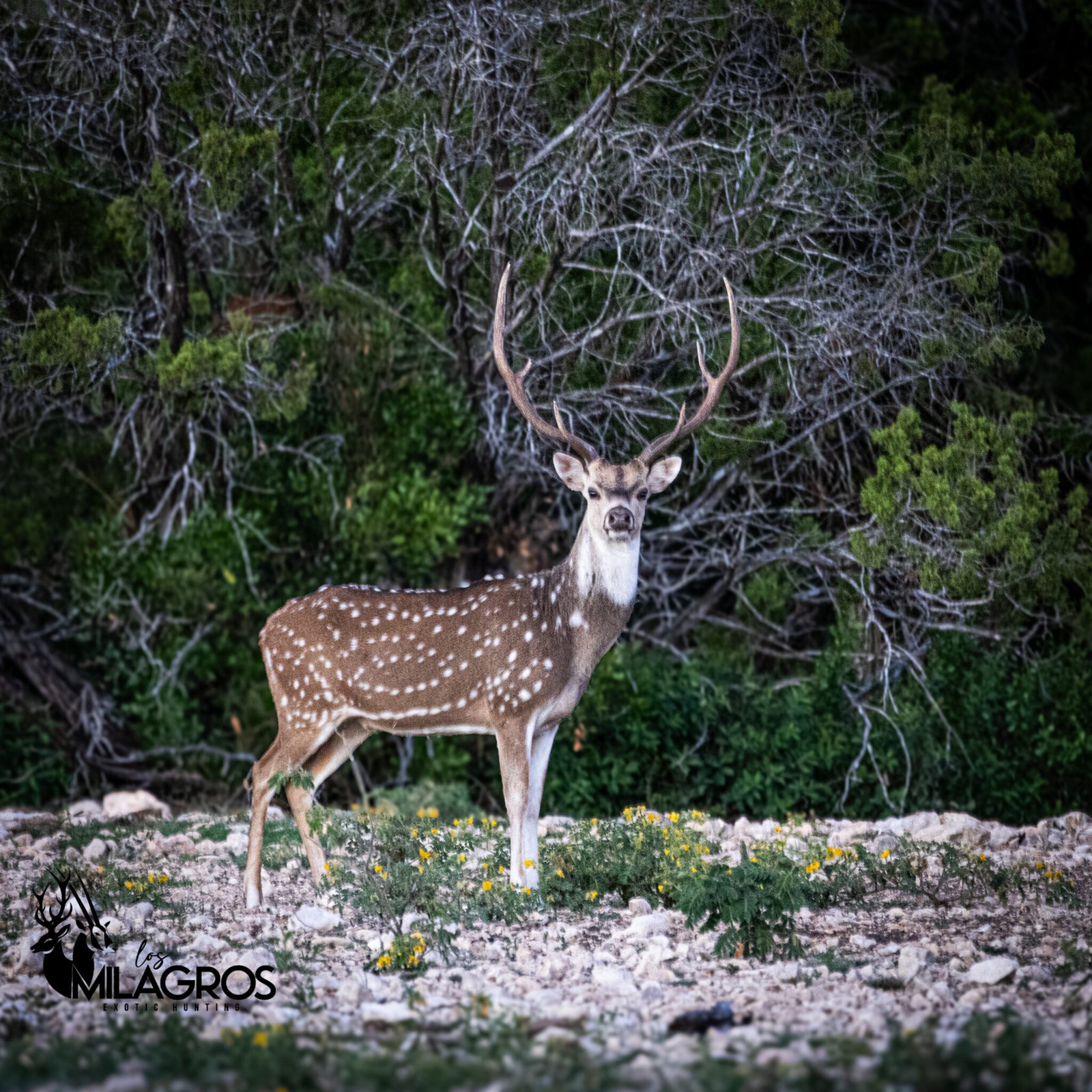 Hunter sighting a target during a guided hunt at Los Milagros Ranch in Texas.